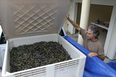 grapebanner.jpg (29593 bytes)